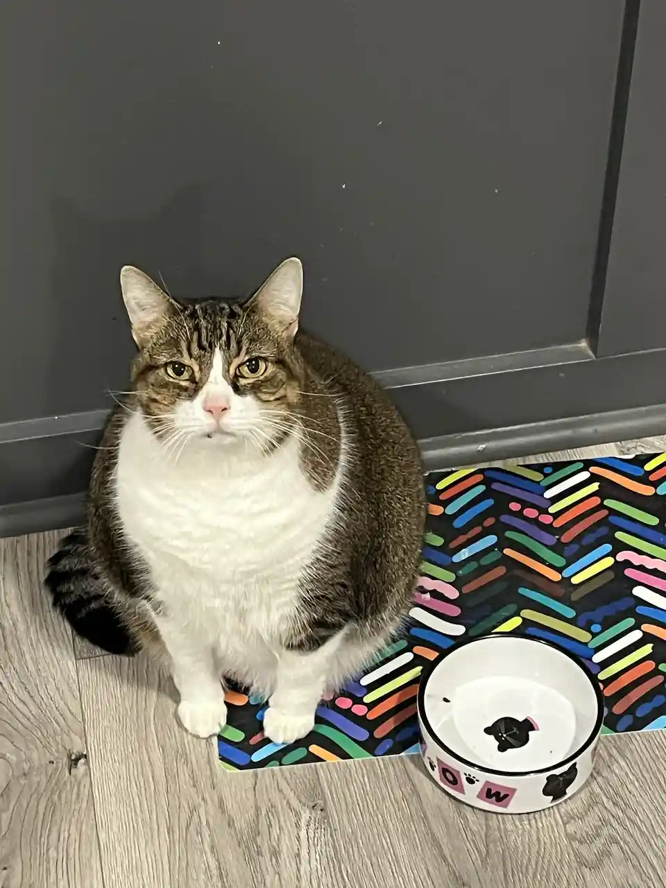 A tabby and white cat sits on a colorful striped mat next to an empty white pet bowl, looking directly at the camera with a…