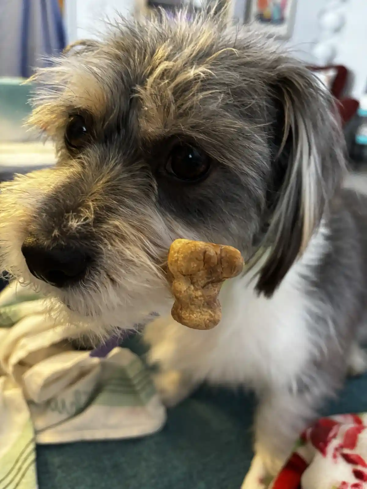 A close-up photo of a small, scruffy dog with gray and white fur holding a bone-shaped dog treat in its mouth, looking…