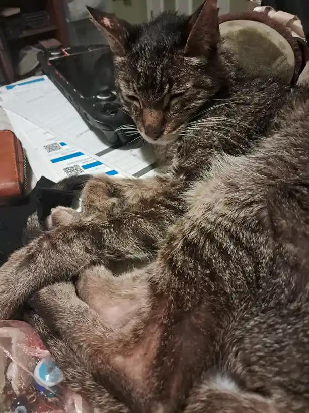 A tabby cat with dark brown and black fur is curled up and sleeping soundly on a cluttered surface, its eyes closed and body…