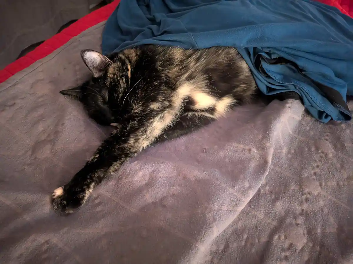 A black and white tortoiseshell cat is sleeping soundly on a gray bedspread, partially covered by a blue blanket. The cat's…