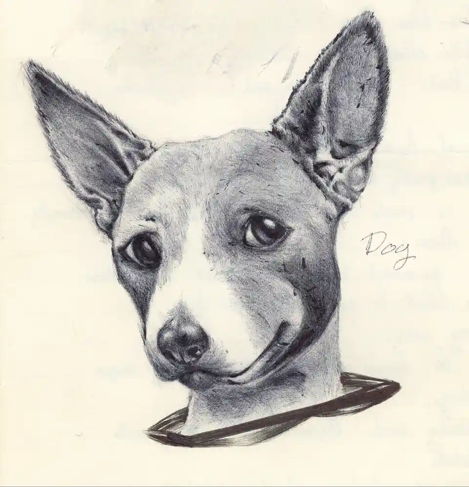 A black-and-white pencil sketch of a dog's head with large, pointed ears and a neutral expression, with the word 'Dog'…