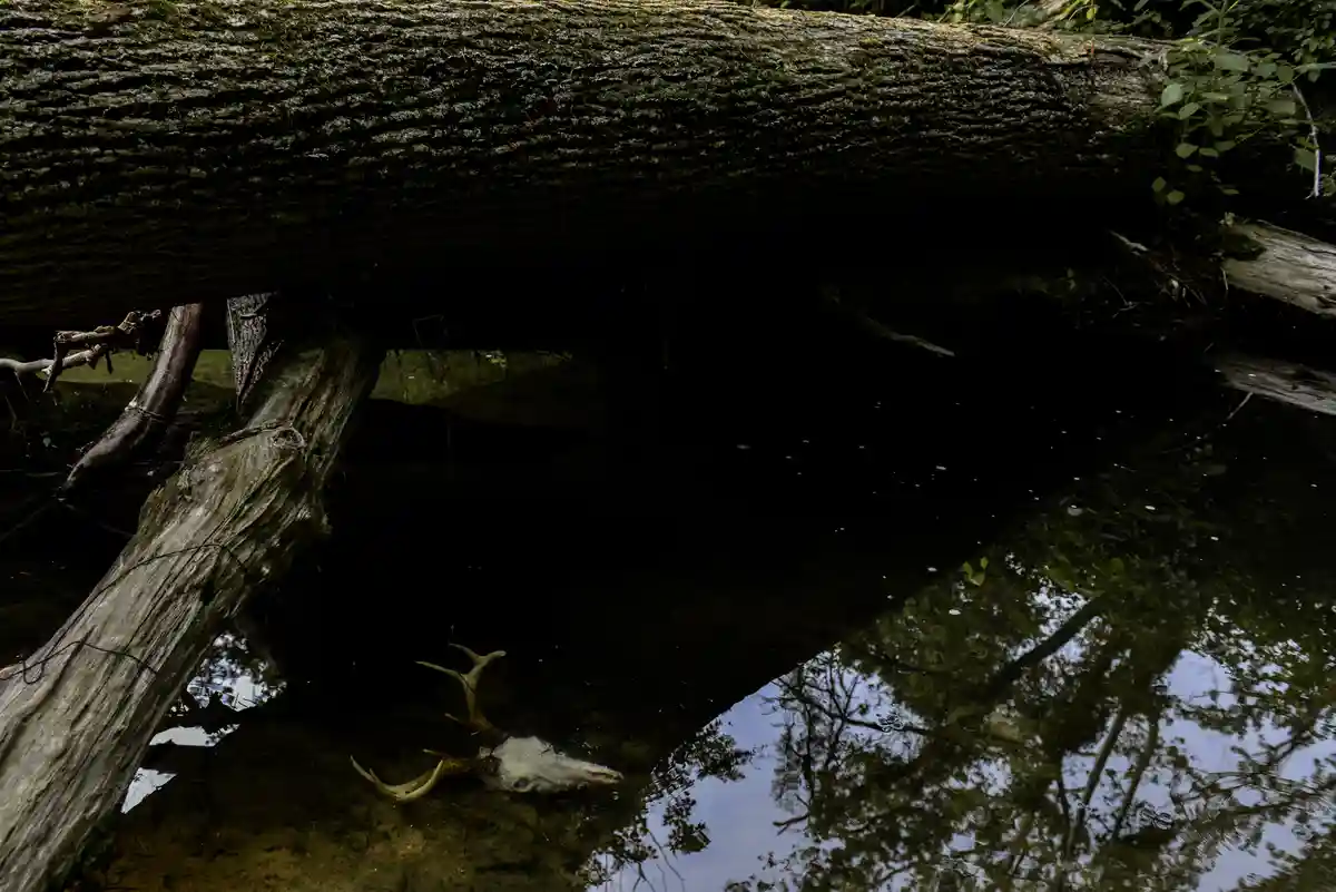 A deer skull with antlers floats partially submerged in murky water beneath a large, moss-covered fallen tree trunk in a…