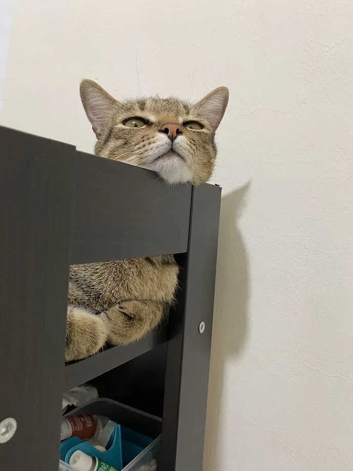 A tabby cat with green eyes peeks over the top of a dark gray shelving unit, looking upward with a contemplative expression…