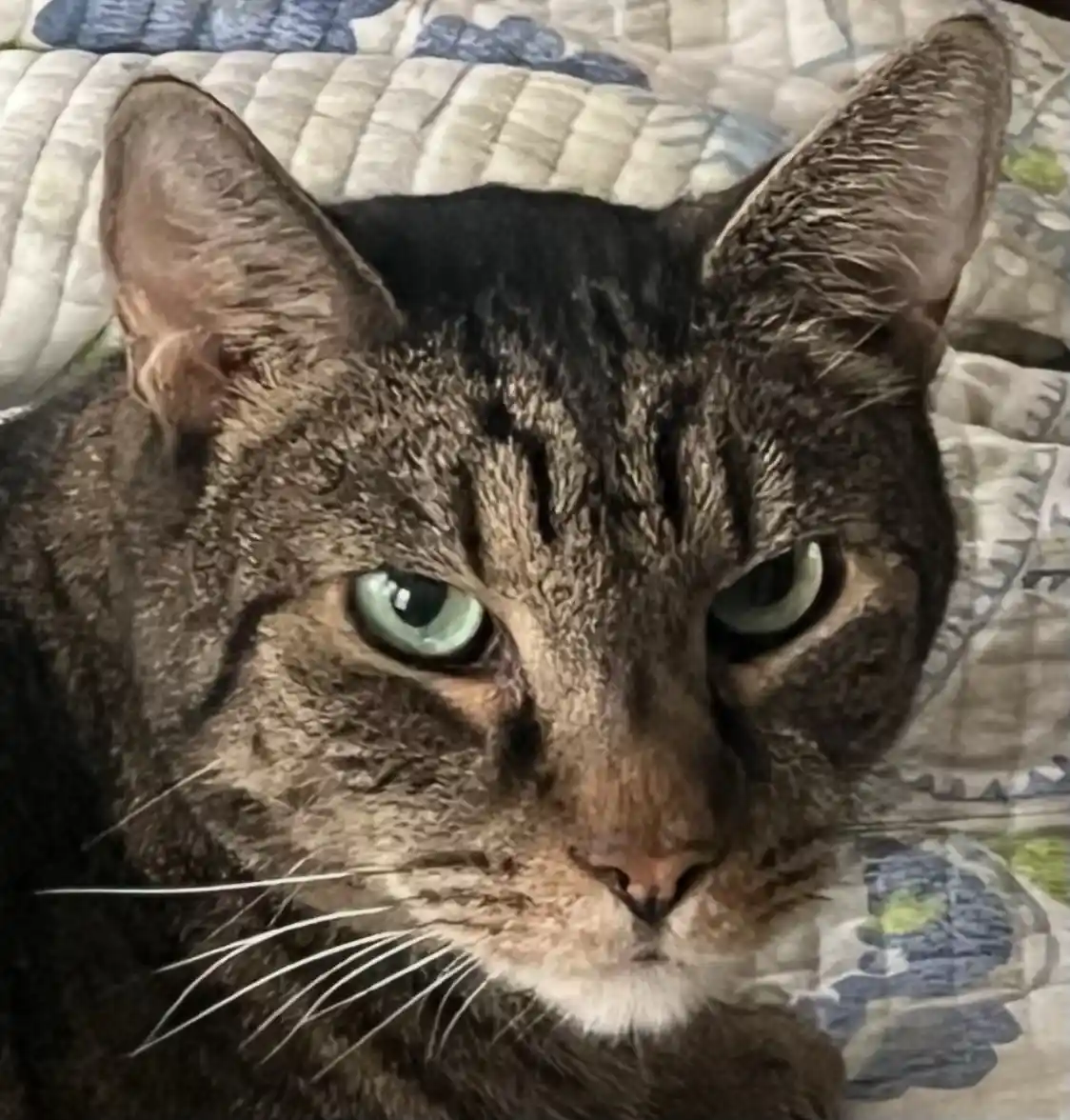 A close-up photo of a tabby cat with striking green eyes and a serious, unimpressed expression, staring directly at the…