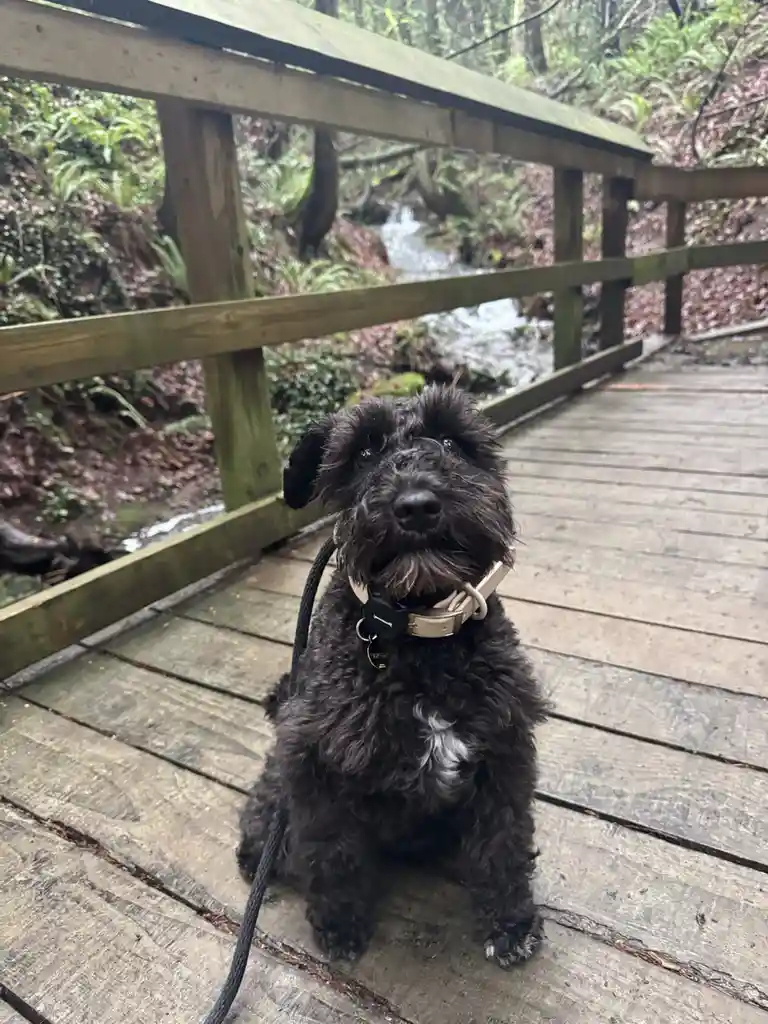 Your Daily Dose of Olive Goodness