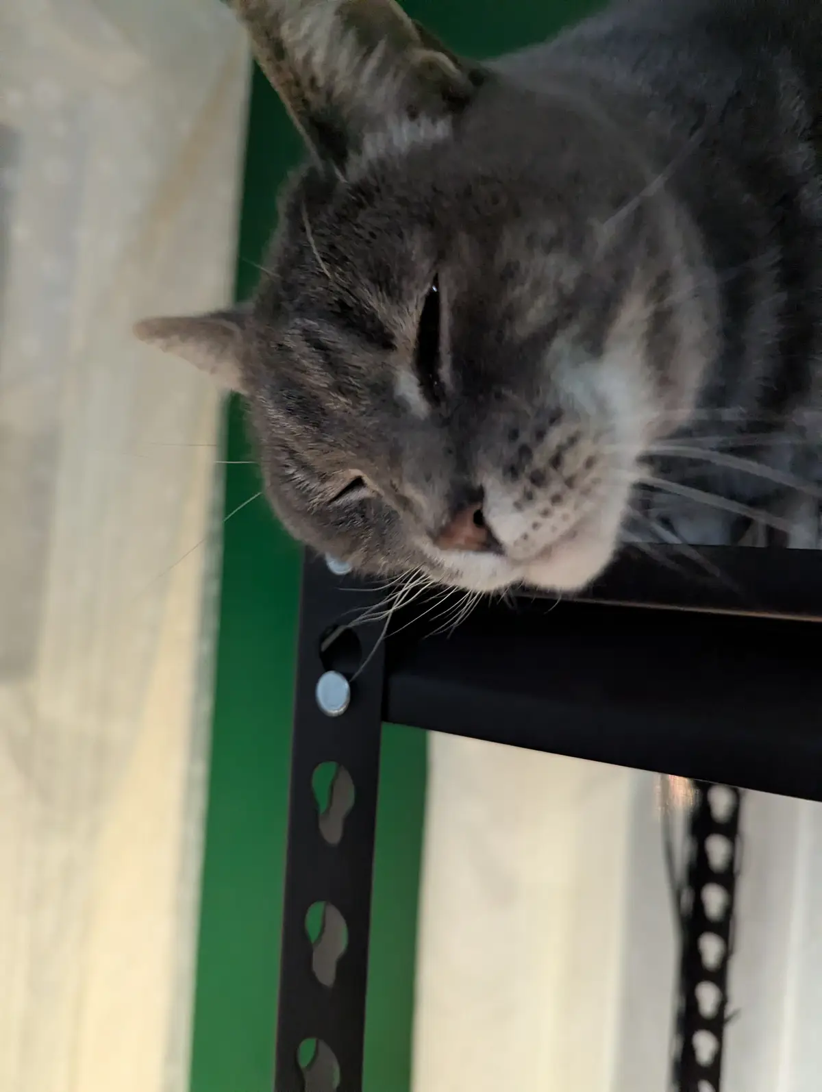 A close-up of a gray tabby cat with its eyes half-closed, appearing very sleepy or relaxed, resting its head on a black…