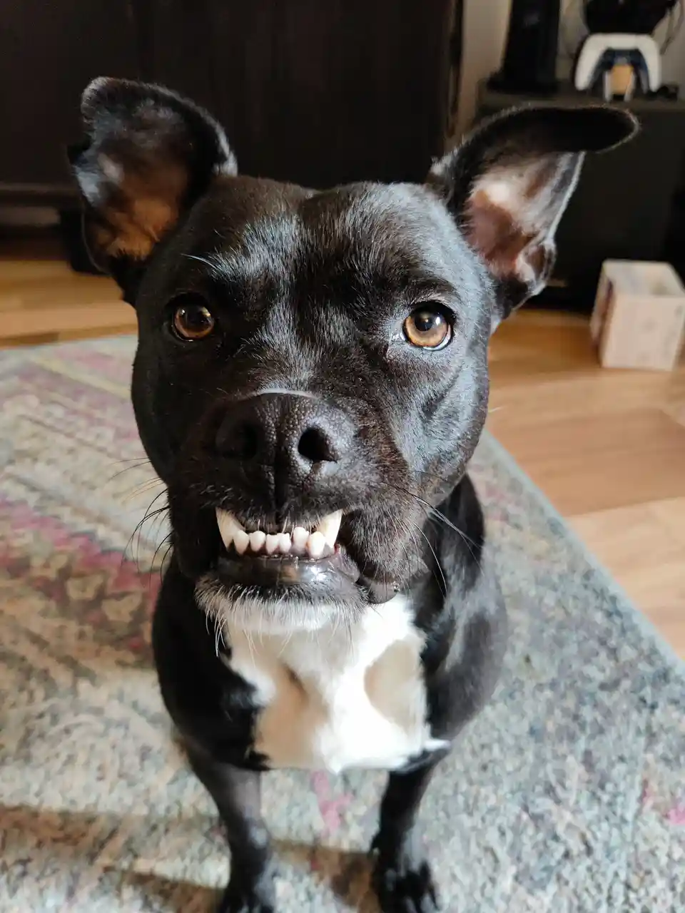 A black and white dog with brown eyes stares directly at the camera with its mouth open, showing its teeth in a grin that…