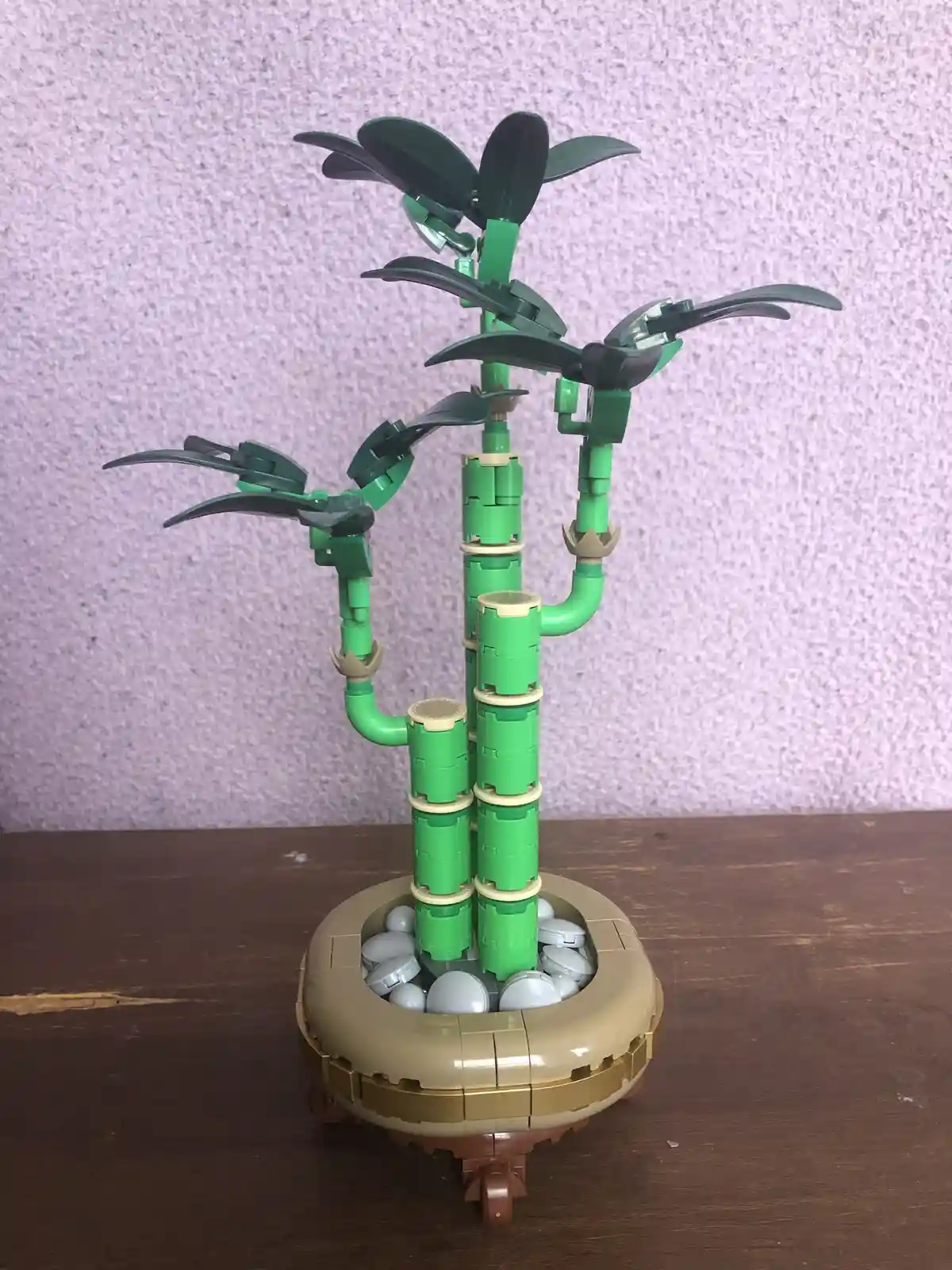 The Enigmatic Lucky Bamboo