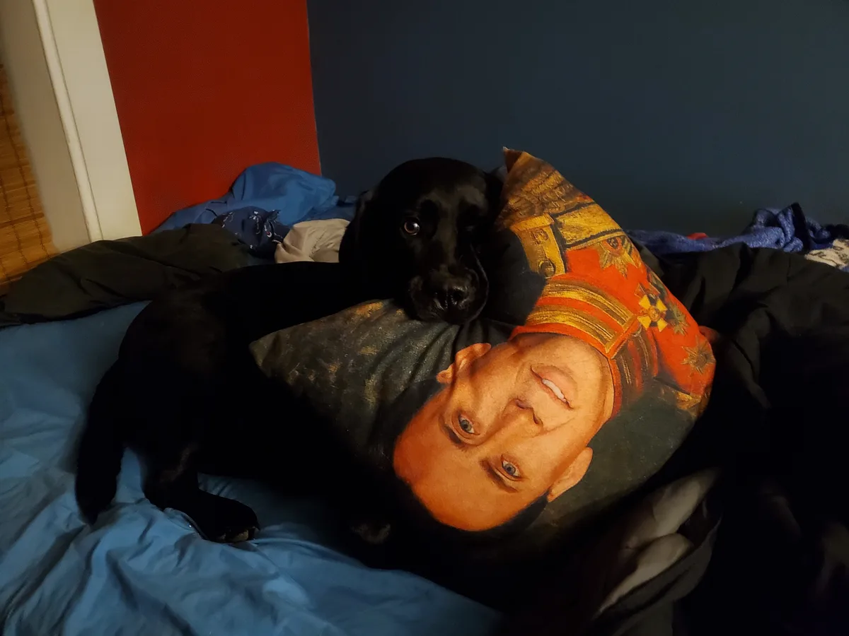 A black dog lies on a bed next to a large pillow featuring a smiling man in a decorated military uniform. The dog looks…