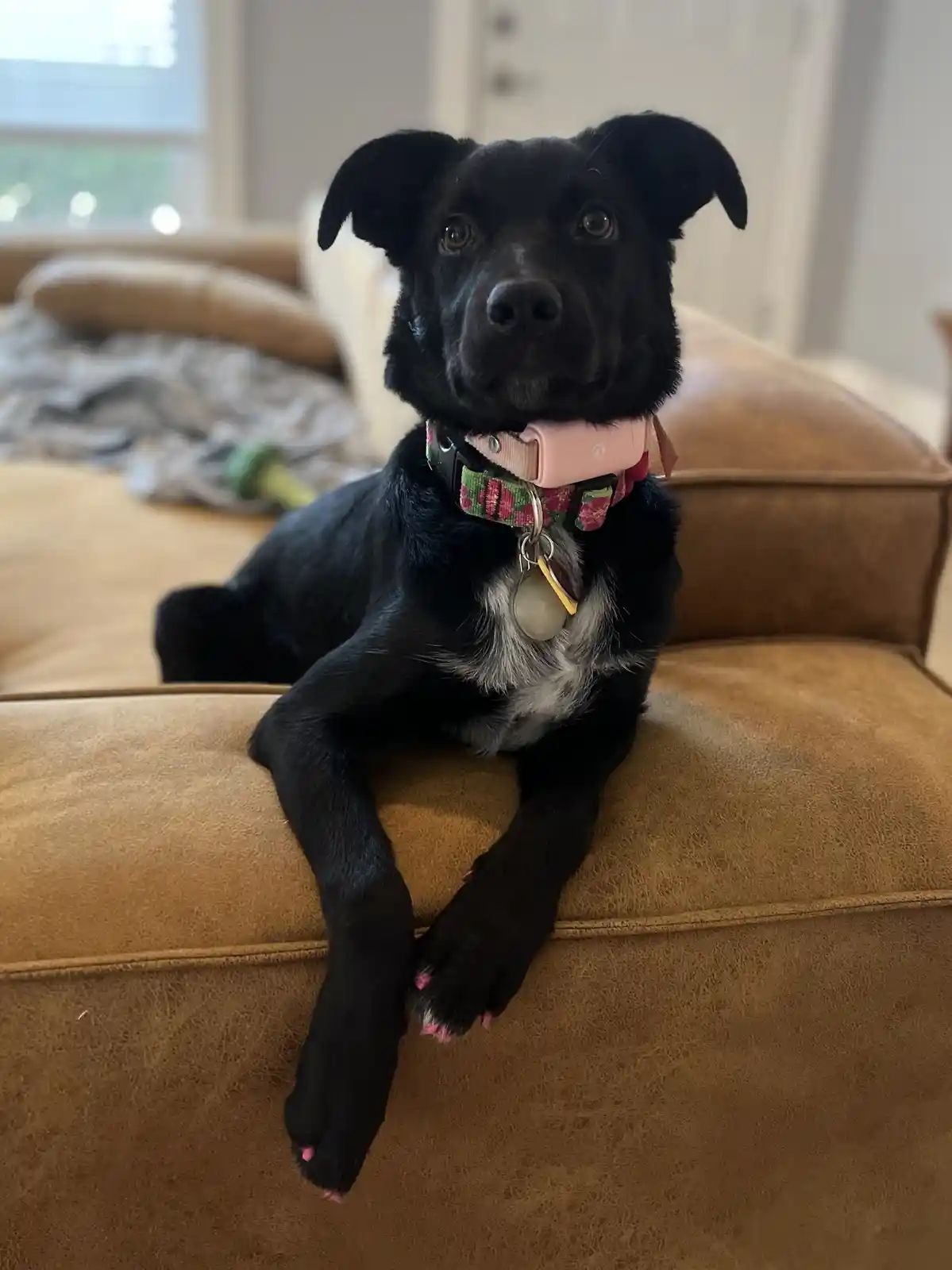 A black dog with a white chest sits on a tan couch, looking directly at the camera with a calm expression. It wears a pink…