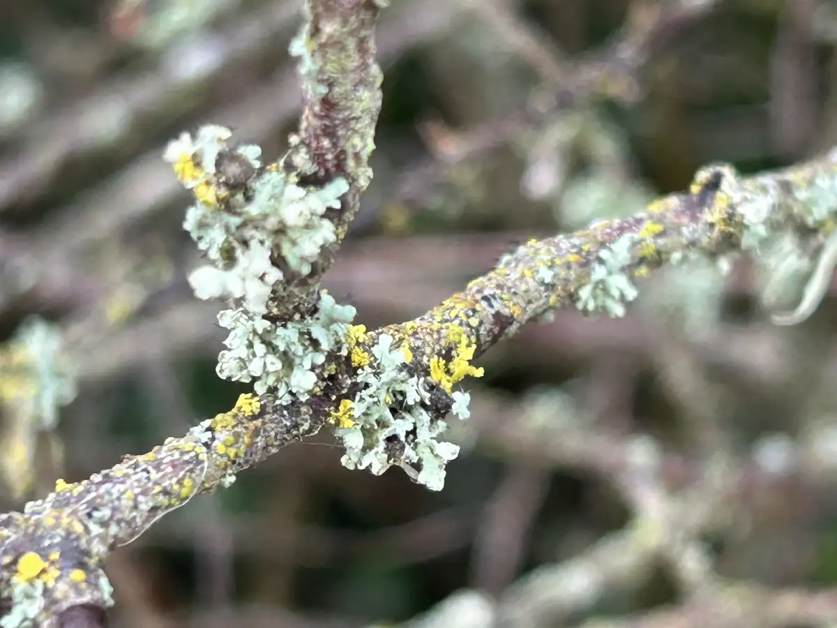 A close-up photograph of tree branches covered in patches of white and yellow lichen, with the overlaid text reading 'i'm…
