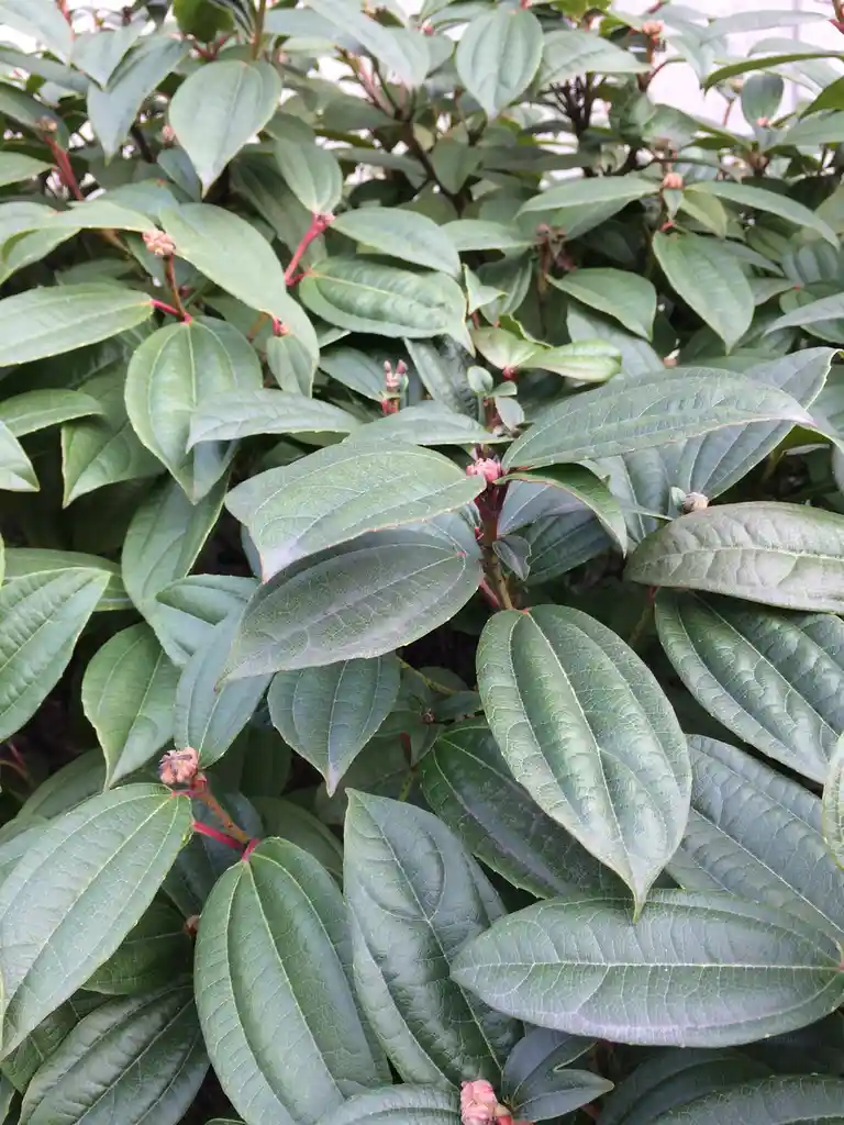 A close-up photo of a lush green bush with glossy leaves and small pinkish flower buds on reddish stems. Overlaid text in…