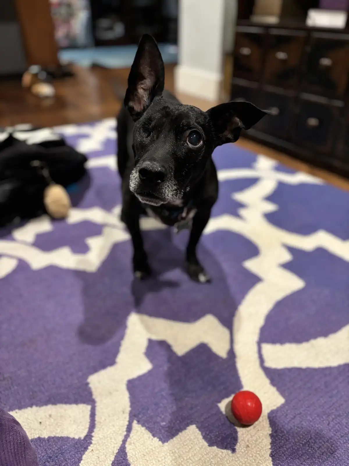 A black dog with one eye partially closed stands on a purple and white patterned rug, looking up with a pleading expression…