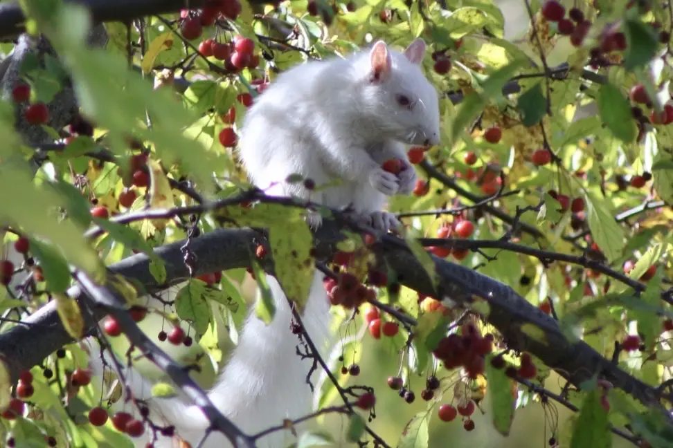 A white squirrel is perched on a tree branch surrounded by red berries and green leaves, holding a berry in its paws. The…
