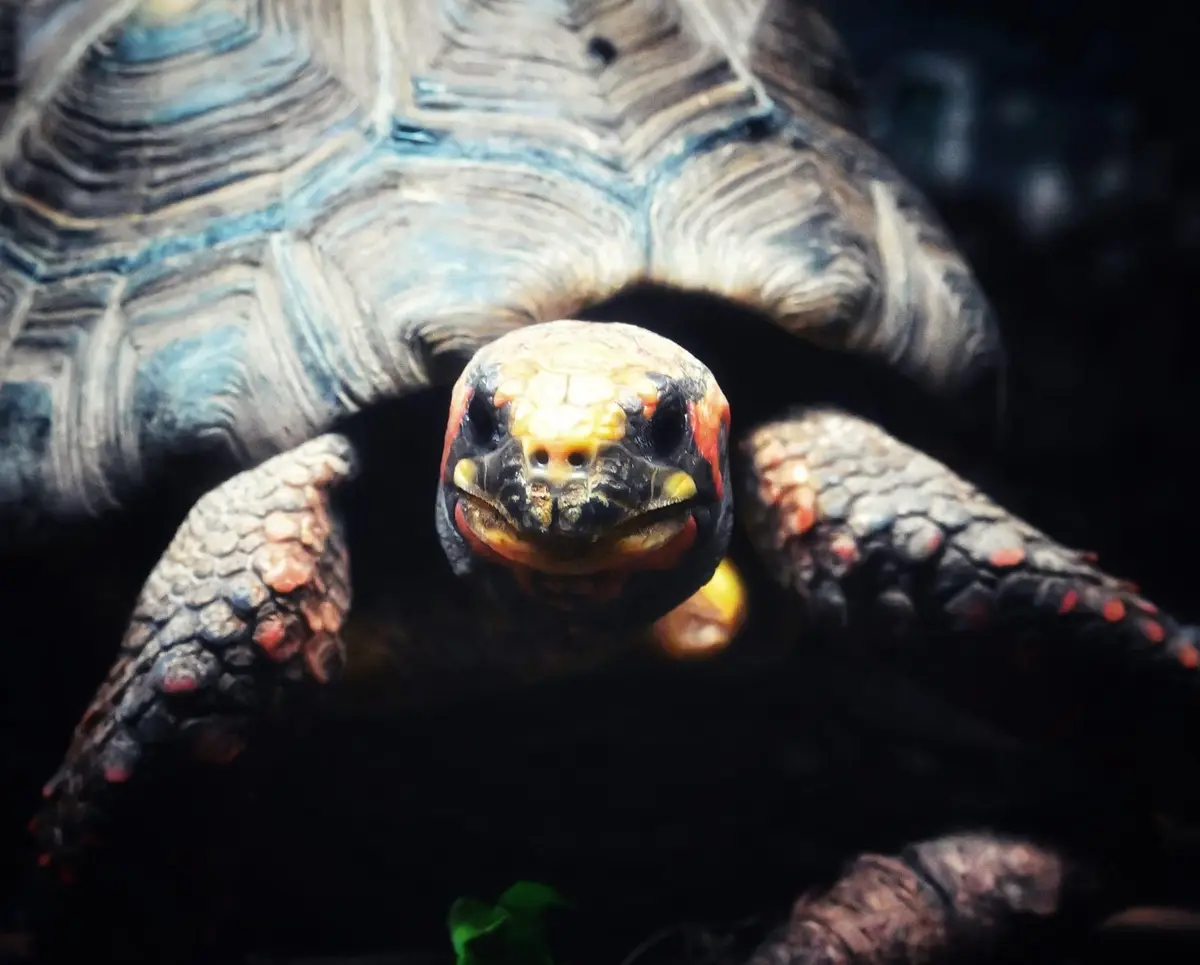 A close-up photo of a red-footed tortoise with a textured shell and red markings on its head and limbs, staring directly at…