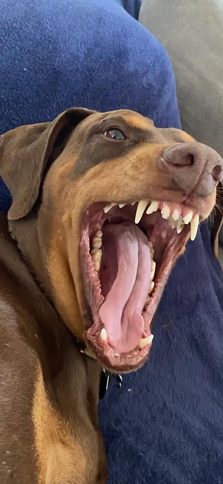 A close-up photo of a brown and tan Doberman Pinscher with its mouth wide open, showing teeth and tongue, resting on a blue…
