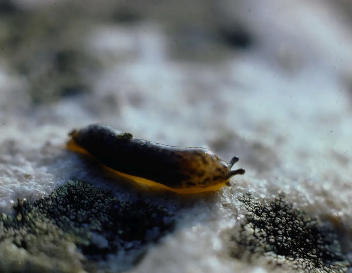 A close-up photo shows a slug with a dark upper body and yellowish underside crawling slowly across a textured…