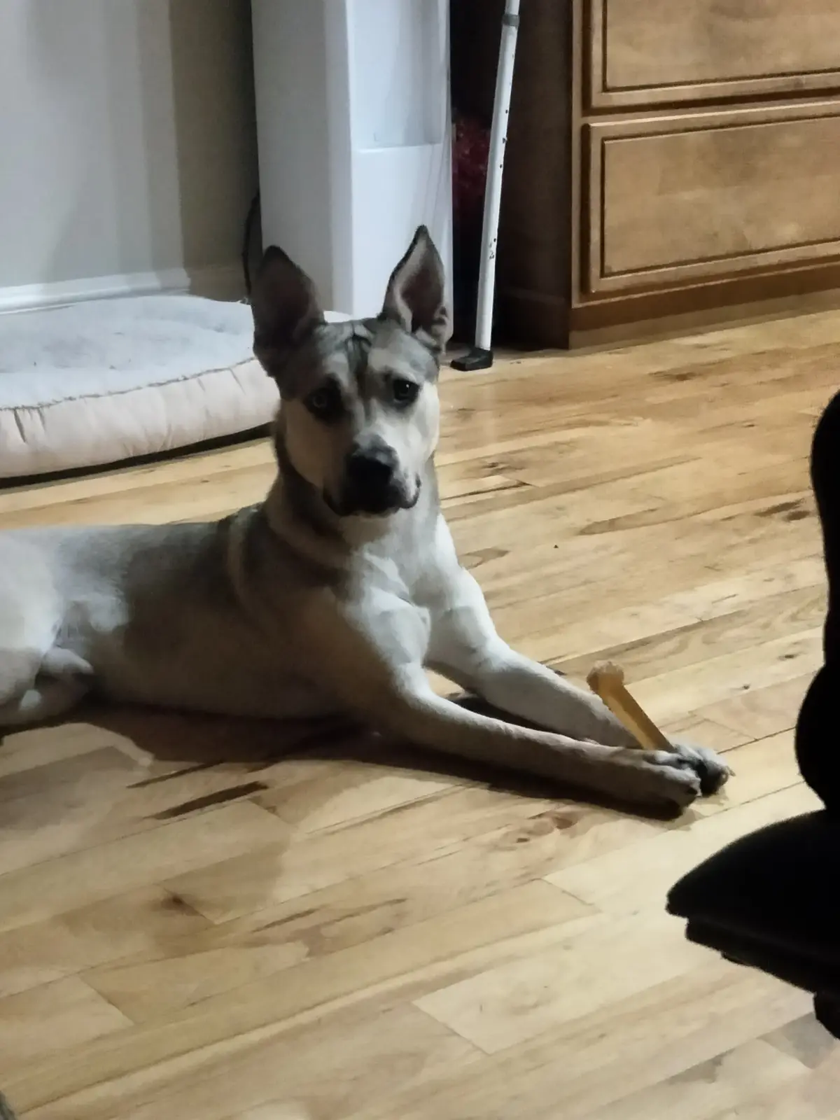 A gray and white dog lies on a wooden floor, looking directly at the camera with a sad, disappointed expression while…
