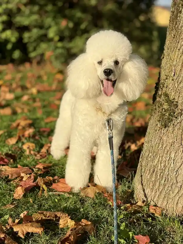 A white poodle with a fluffy, rounded haircut stands outdoors on grass covered with fallen autumn leaves, next to a tree…