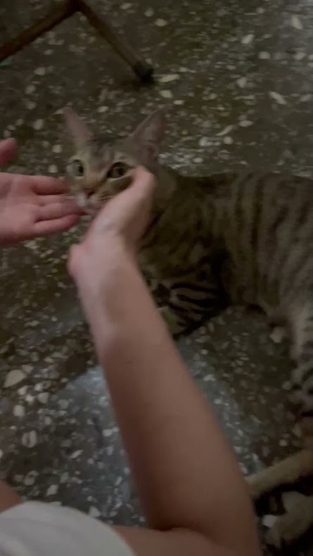 Adorable feline antics
