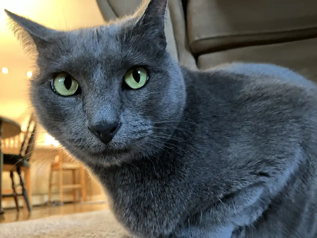 A close-up photo of a gray cat with striking green eyes staring intently at the camera, set against a blurred indoor…