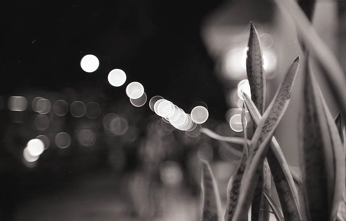 A black-and-white photo shows a snake plant in the foreground with blurred city lights in the background, arranged in a…