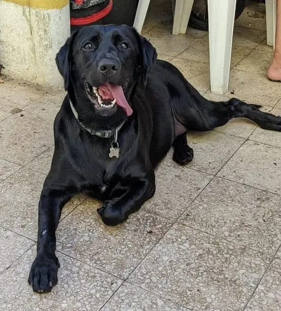 A black Labrador Retriever is lying on a tiled floor, looking up with a goofy, slightly guilty expression, tongue out and…