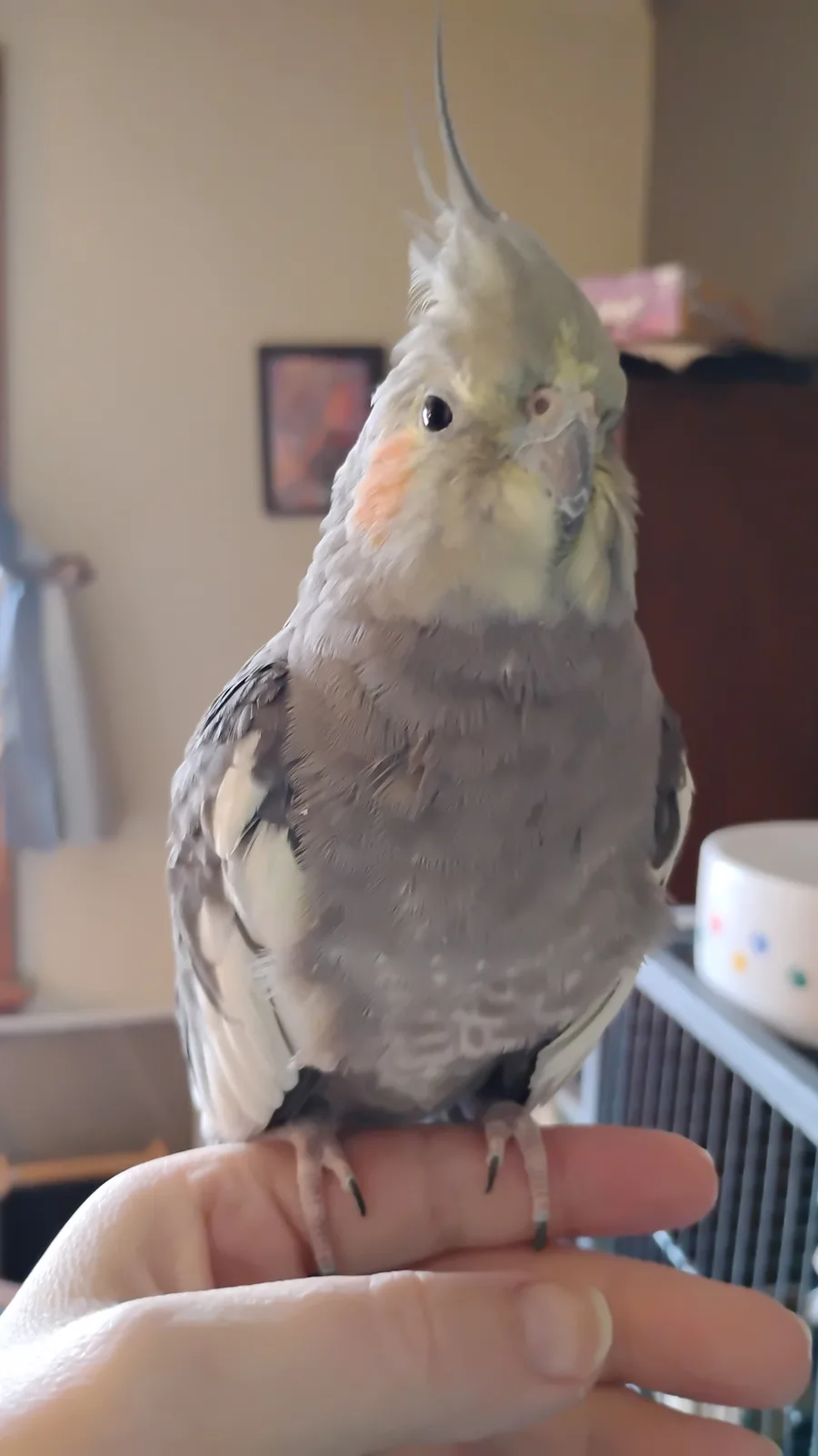 A close-up photo shows a grey cockatiel perched calmly on a person's outstretched hand, its crest feathers raised and its…