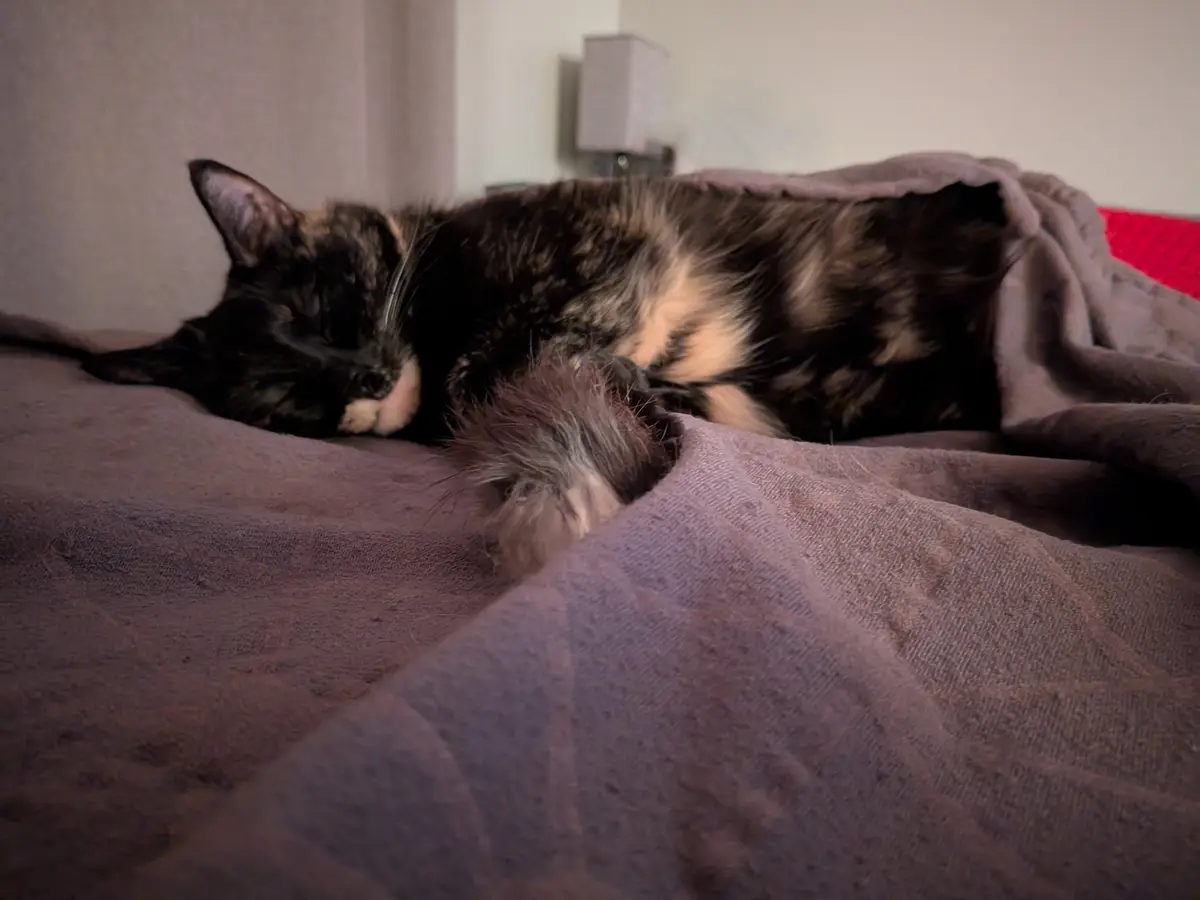 A tortoiseshell cat is sleeping soundly on a gray blanket, its body curled up and eyes closed. The cat's fur is a mix of…