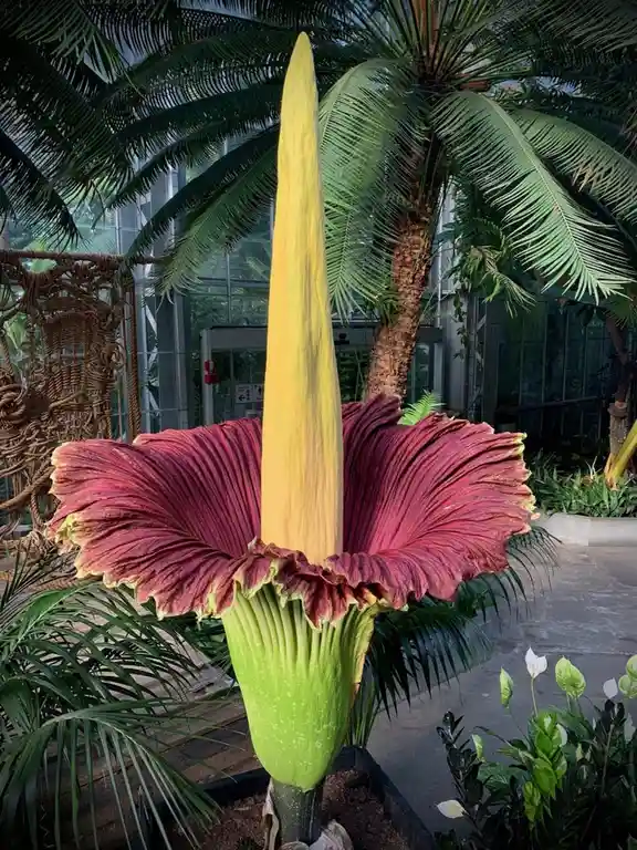 A large, striking corpse flower (Amorphophallus titanum) is shown in full bloom inside a greenhouse, featuring a tall…