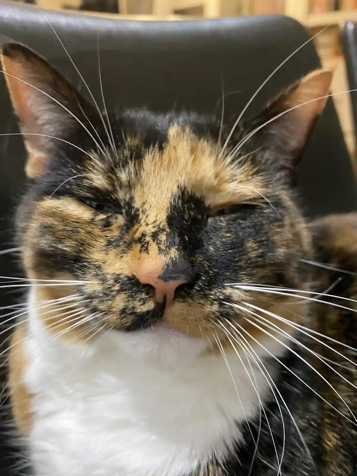 A close-up photo of a calico cat with black, orange, and white fur, sitting in a black chair and squinting its eyes shut…