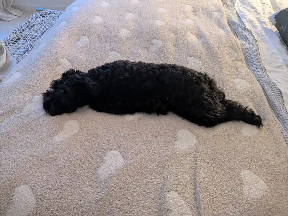 A black, curly-haired dog lies stretched out long and straight on a light-colored, textured blanket with white cloud…