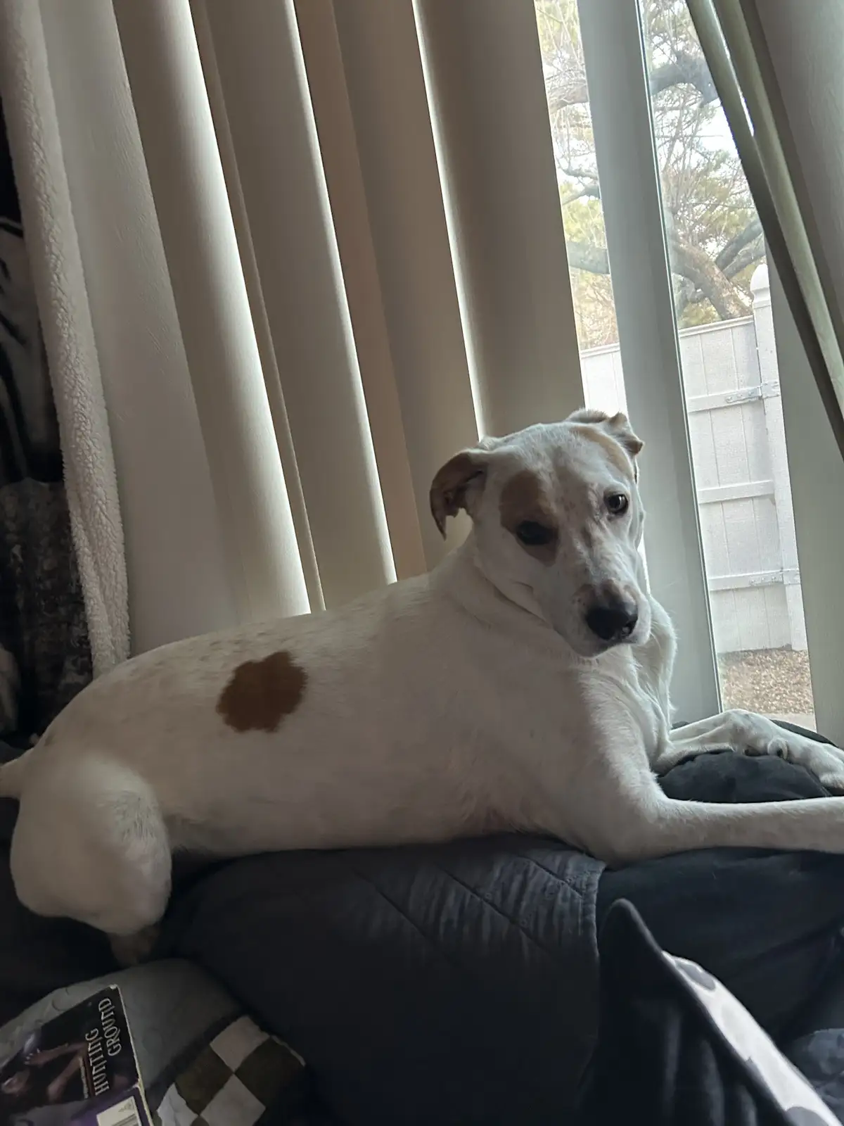 Is Your Dog Doing This Too?