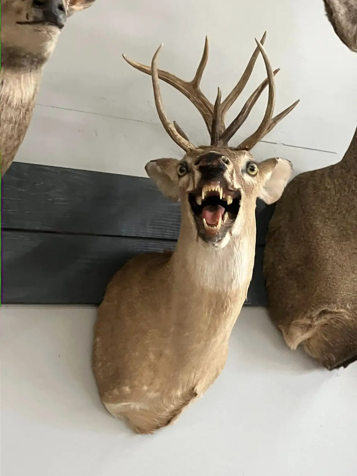 A mounted deer head taxidermy with large antlers is displayed on a wall, its mouth edited to show sharp, fanged teeth and an…