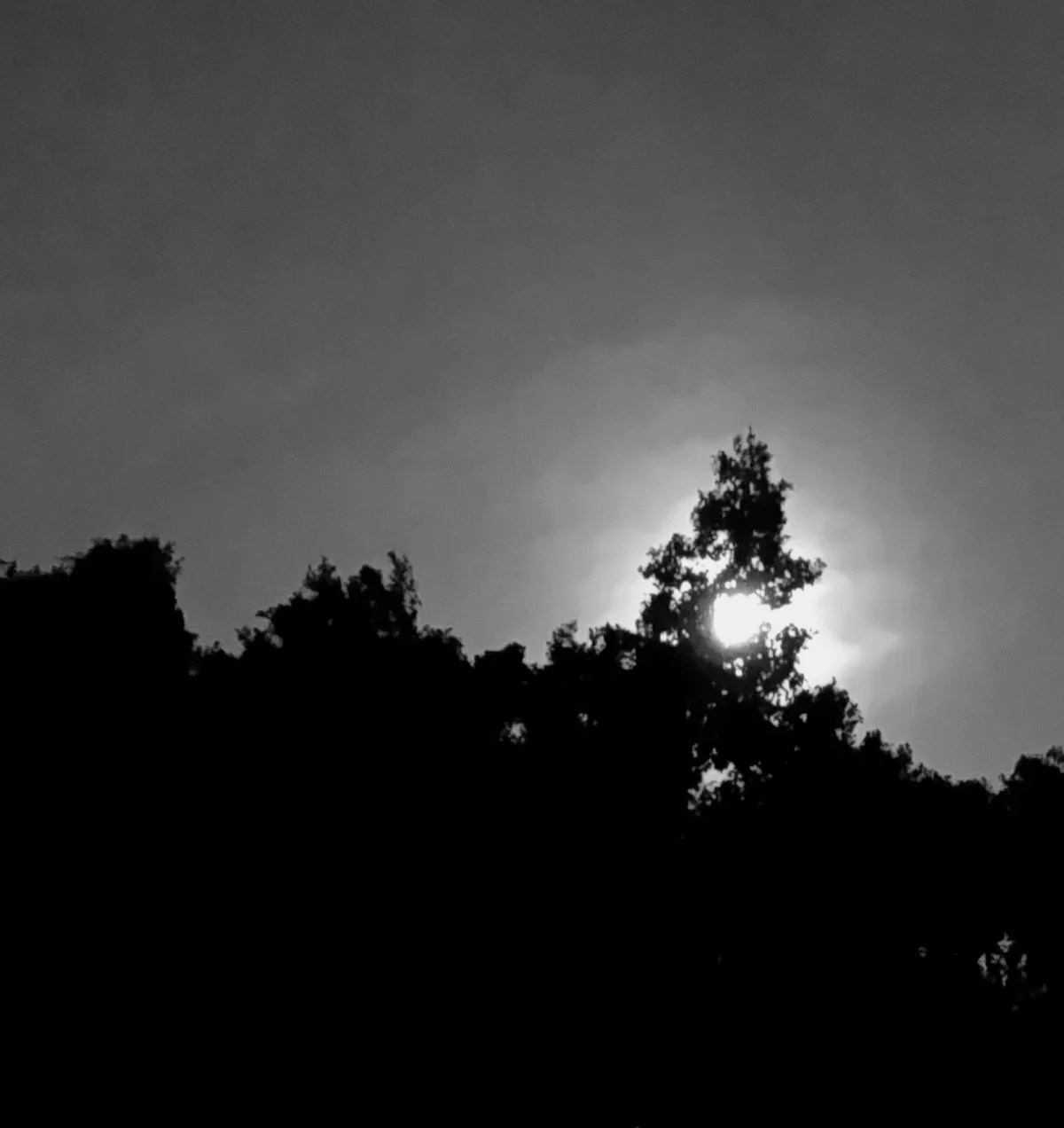A black and white photo shows the silhouette of tree tops against a cloudy sky, with a bright, glowing moon or sun partially…