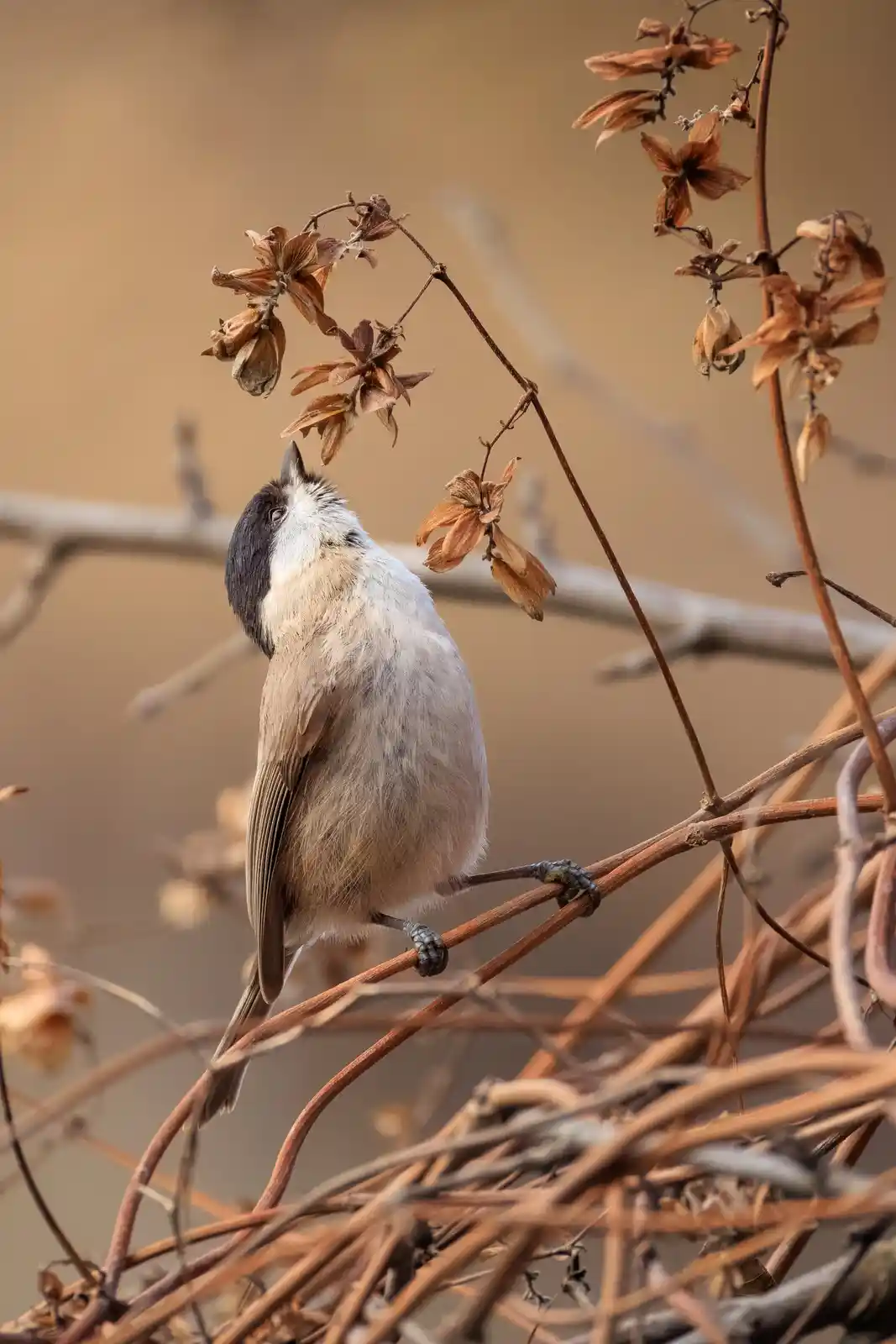 A small bird with a black cap and white cheeks perches on a dry, brown vine, looking upward with its beak open as if singing…