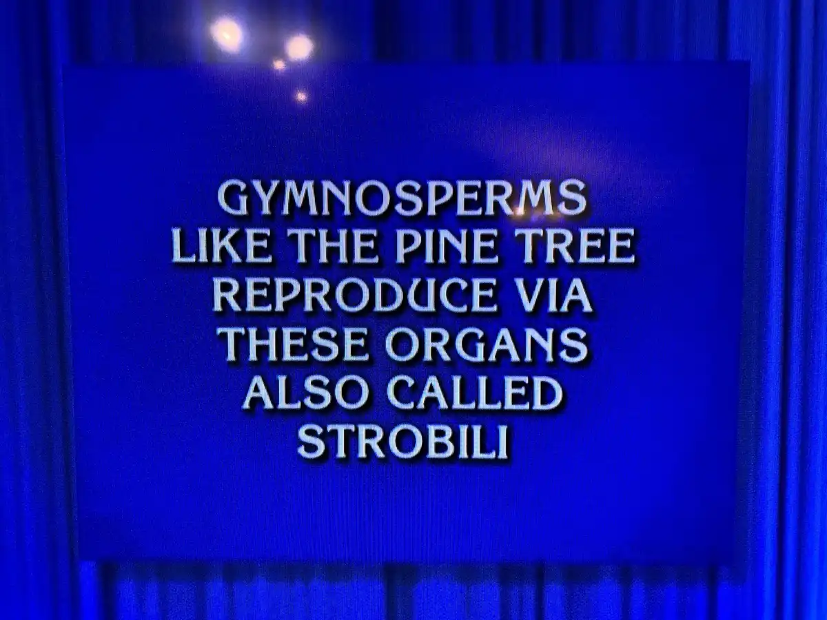 A Hilarious Friday on Jeopardy!