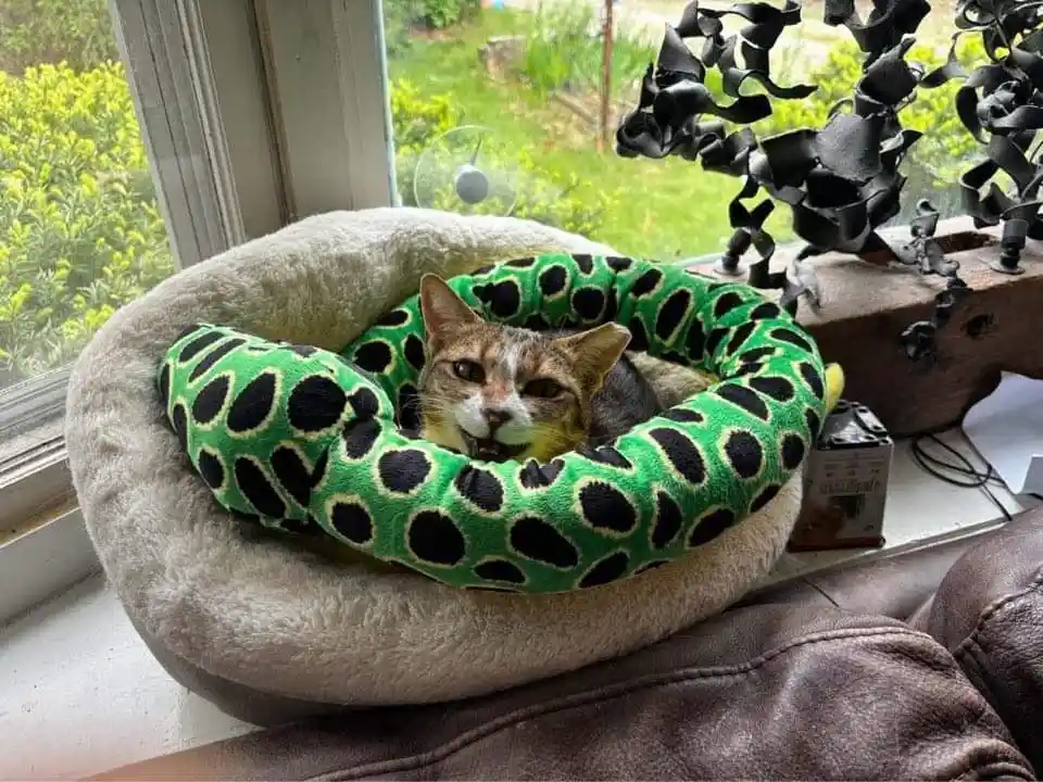A tabby cat with a white face sits in a beige pet bed placed on a windowsill, looking directly at the camera with a slightly…