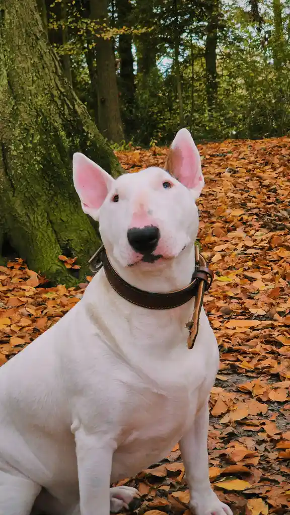 Enjoying Autumn Strolls with Soebodai