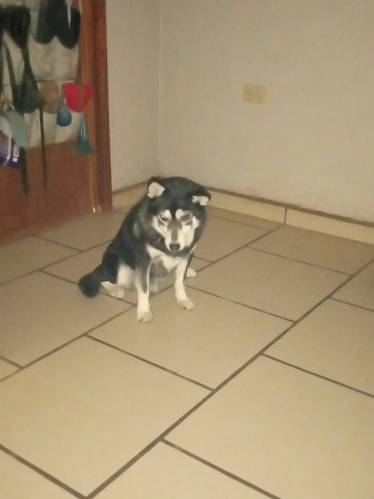 A black and white dog sits on a tiled floor in a corner of a room, looking directly at the camera with a serious expression…