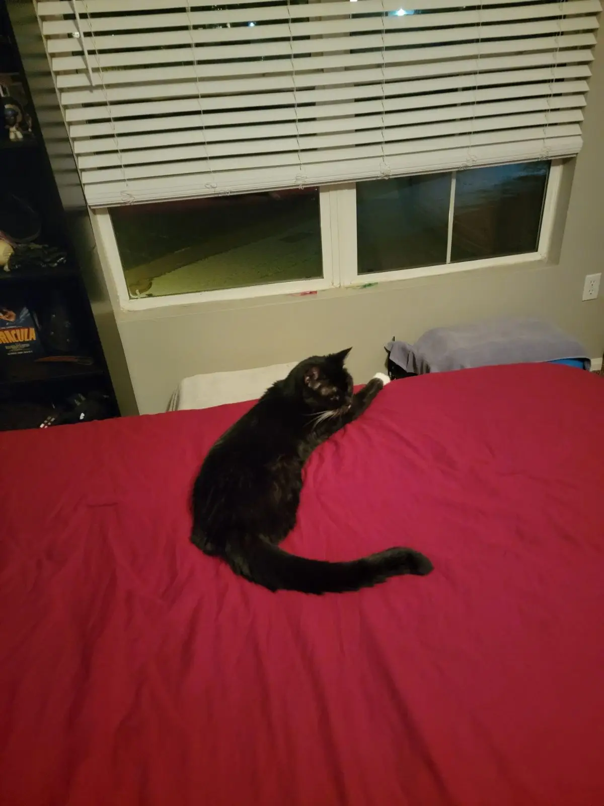 A black cat with white paws is lying on a red bedspread, grooming itself while looking away from the camera. Behind it is a…