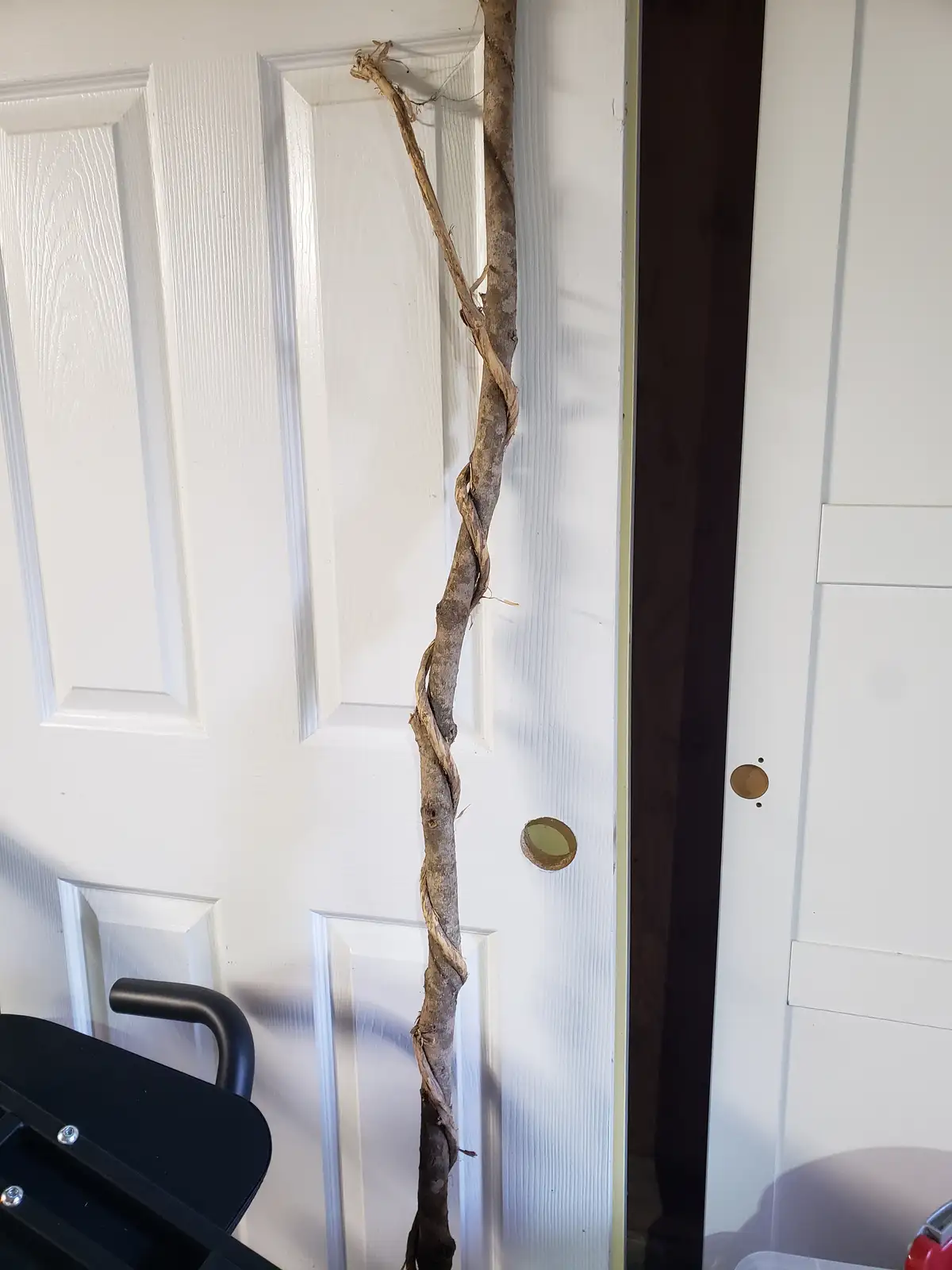 A long, twisted, dried tree branch is wedged vertically between two white interior doors, appearing to be stuck in the door…