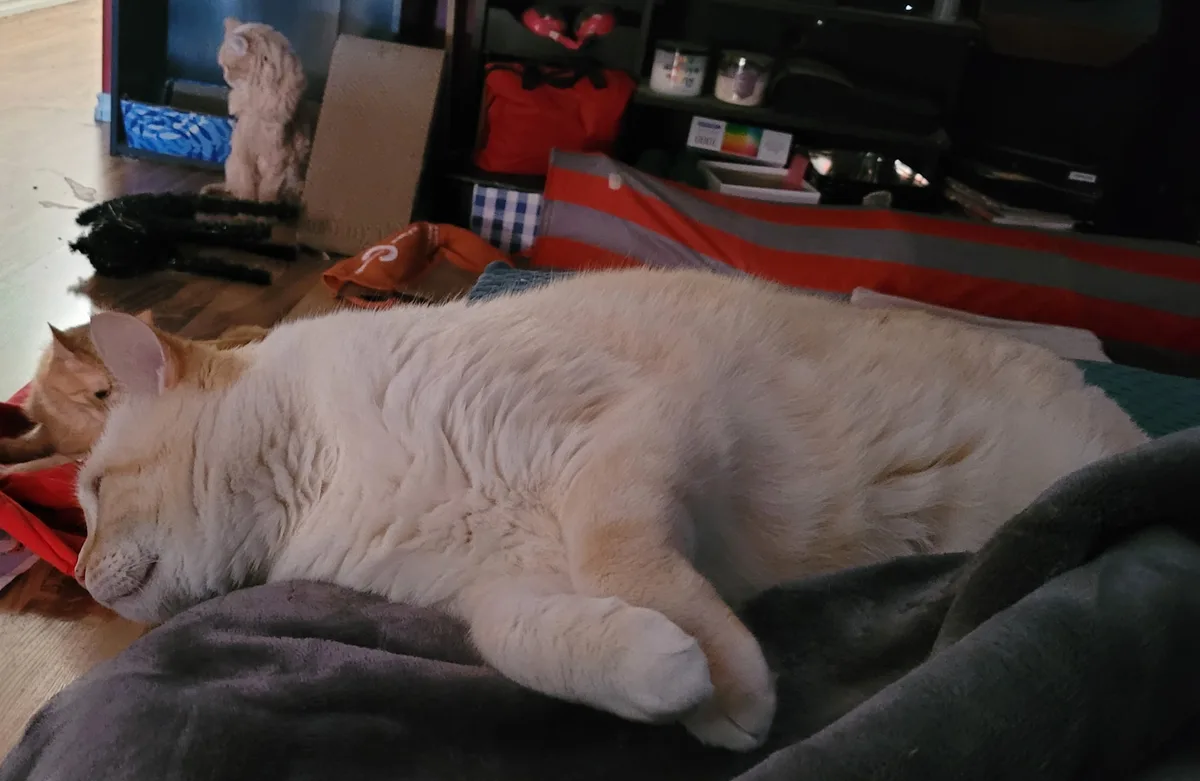 A fluffy, light-colored cat is sleeping soundly on a dark gray blanket, curled up with its eyes closed. In the background…