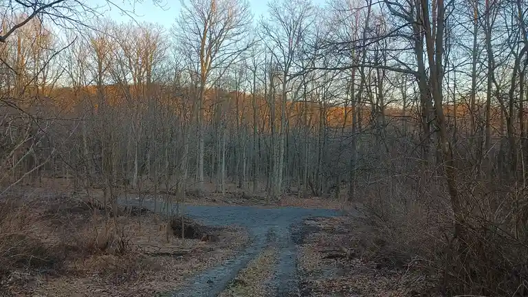 A photo of a dirt road splitting into two paths in a bare winter forest at sunset, with overlaid text reading 'i'm not lost…