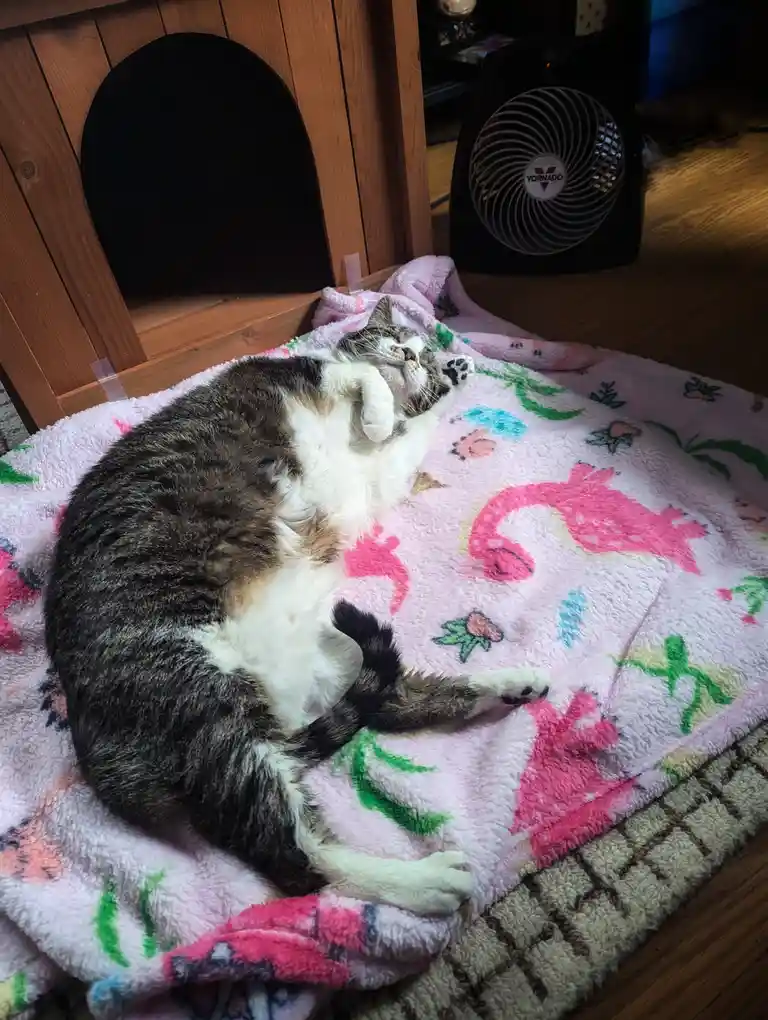 A tabby and white cat is lying on its back on a pink blanket with dinosaur and flower patterns, appearing to be sleeping or…