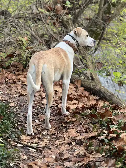 A tan and white dog stands on a leaf-covered forest path, looking off to the side, wearing a brown harness and black chain…