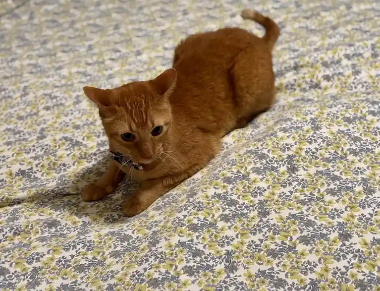 A ginger cat lies on a floral-patterned bedspread, looking directly at the camera with a slightly unimpressed expression. It…