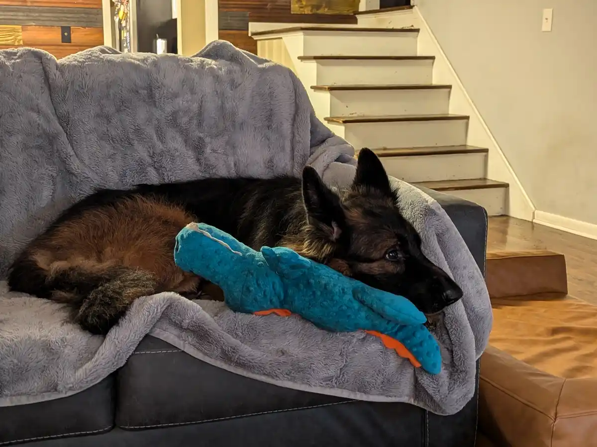 A black and tan German Shepherd dog is lying on a gray blanket draped over a dark couch, holding a blue and orange plush toy…