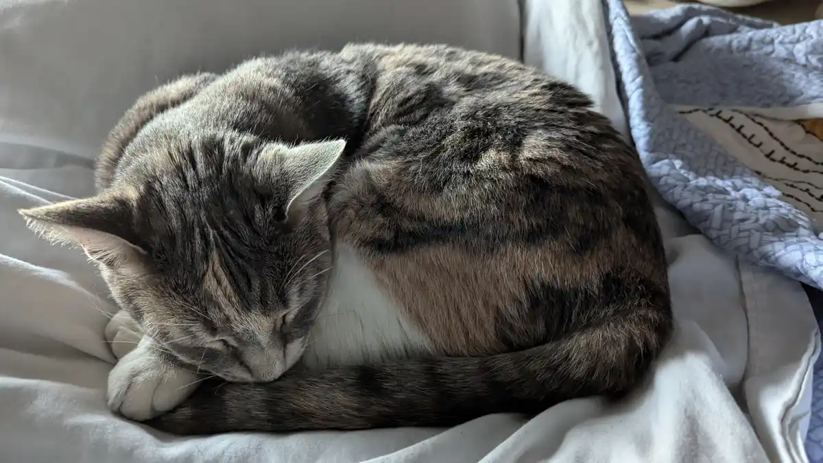 A gray tabby cat with white paws is curled up and sleeping soundly on a white blanket, its tail wrapped around its body. The…