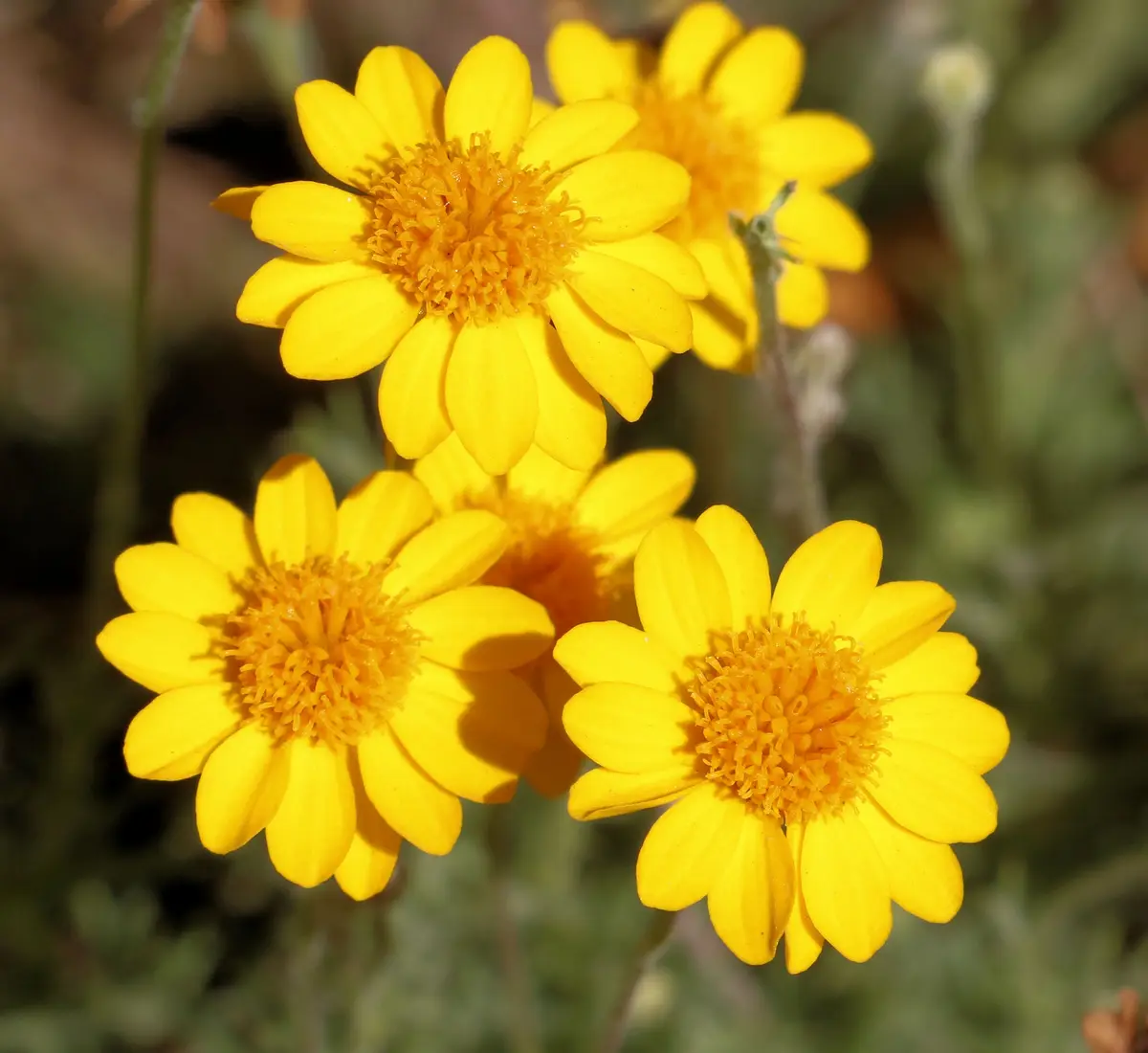 A close-up photograph shows several bright yellow daisy-like flowers with orange centers, set against a blurred green and…